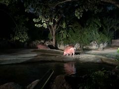 -清迈夜间动物园
