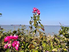 -上海滨江森林公园