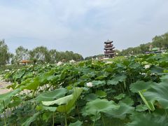 -白洋淀景区