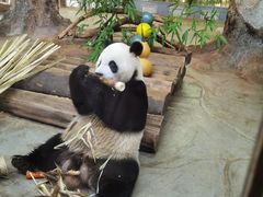 -海南热带野生动植物园