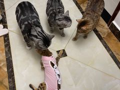 -北京博爱动物医院有限公司