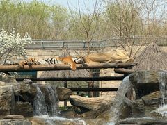 -北京野生动物园