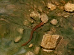 -雁荡山雁湖景区