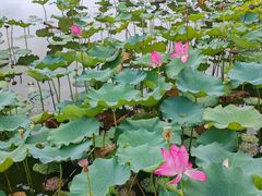 -上海市保健医疗中心