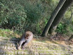 -苏州上方山国家森林公园