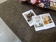 -柴迷FANS CLUB·柴犬狗咖·猫咖