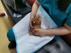-瑞派天宁宠物医院·猫科·异宠中心