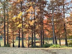 -上海长兴岛郊野公园