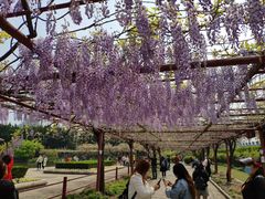 -嘉定紫藤园
