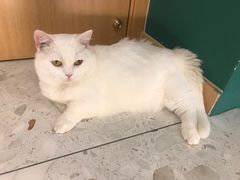 -飞行喵MR PILOT|猫舍·猫咖(静安大融城店)