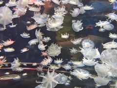 -太平洋海底世界