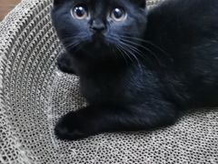 -纳吉亚猫专科动物诊疗中心(蒋宅口分院)