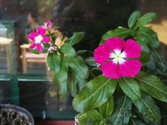 -百好乐宠物友好餐厅(朝外大街店)