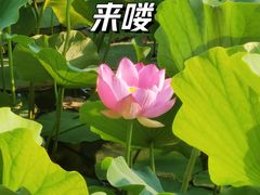 -莲花池公园