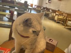 -藏猫猫咖啡主题馆(中央大道店)