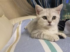 -派特宠物医院(圆融广场店)