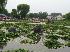 -白洋淀景区