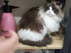 -PETKIT小佩宠物(昭化店)