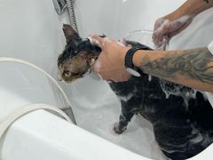 -爱洗澡的猫(天河路店)