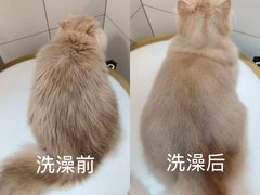 -帕帕拉兹宠物(亚洲旗舰店)