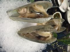 鸡腿蚌-渔傅·蓝海岸霞浦海鲜(正祥店)