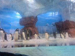 -海合安成都极地海洋公园