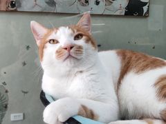 -猫亿天猫咖