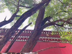 -塔尔寺菩提树