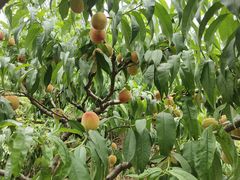 -桃源山庄·水蜜桃采摘·柴火鸡·烧烤团建(龙泉山店)