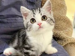 -欣宠猫屋·矮脚拿破仑·蓝金金渐层