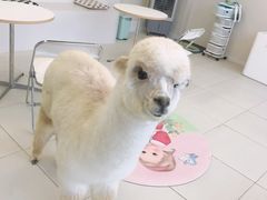 -怪兽屋·羊驼·猫咖·狗咖(俊华广场店)