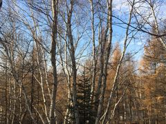 -塞罕坝国家级自然保护区