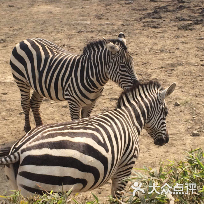 成都動物園圖片 - 第2319張