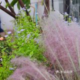 如入仙境 走入梦之庭院用大餐