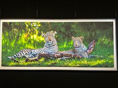 -罗红摄影艺术馆