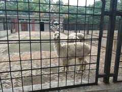 -保定市动物园