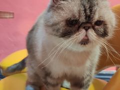 -猫色咖啡·猫咖