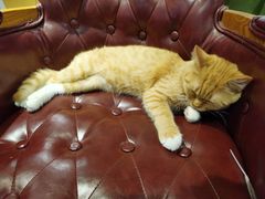 -猫小院猫主题餐厅(三里屯店)