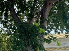 -三亚南山文化旅游区