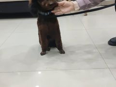 -宠颐生·恒爱宠物医院(静海店)