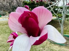 -永定河休闲森林公园