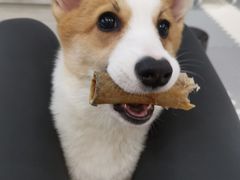 -翊宠yipet猫狗购宠庄园犬舍•猫舍