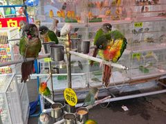 -哈尔滨道外花鸟鱼市场