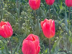 -长春公园(普阳街道)