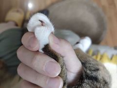 -瑞鹏瑞爱宠物医院·全科·猫科·血液透析中心(龙头寺店)