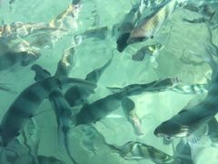 -东姑阿都拉曼海洋公园