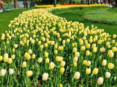 -大宁郁金香公园-停车场