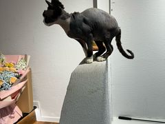 -琪喵猫屋·撸猫猫咖·猫舍