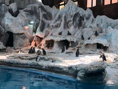 -帝企鹅自助餐厅•儿童岛•真企鹅(长隆企鹅酒店)