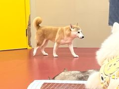 -和它·交个朋友·狗咖猫咖(爱琴海店)